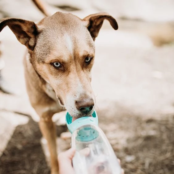 BottleDoggy Portable Drinking Water Bottle